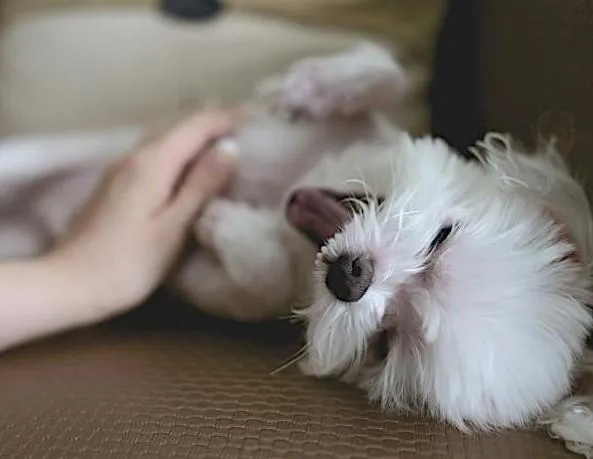 Why Does My Dog Show Its Belly? Understanding the Trust Behind Belly Rubs