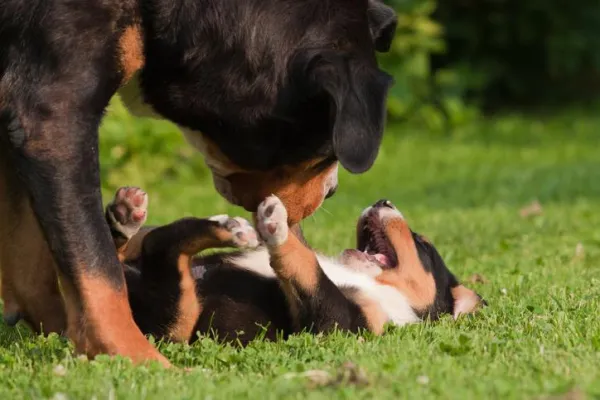 Why Does My Dog Show Its Belly? Understanding the Trust Behind Belly Rubs