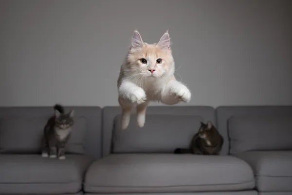 Introducing a Third Cat: A Step‑by‑Step Guide for Harmony at Home