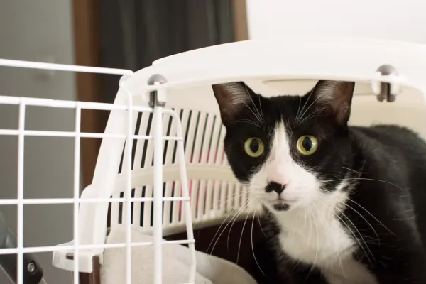 Introducing a Third Cat: A Step‑by‑Step Guide for Harmony at Home