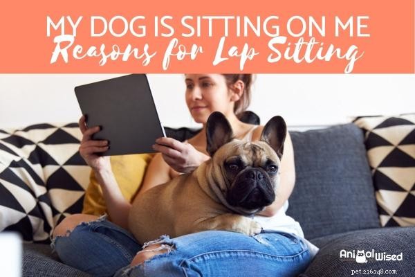 Why Does My Dog Prefer Sitting on You? Understanding Their Affectionate Behavior