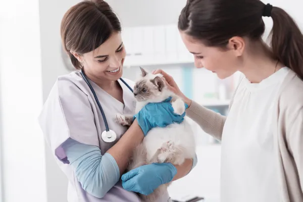 Why Some Cats Resist Being Held – Understanding Their Preferences