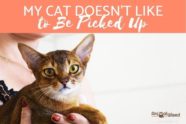 Why Some Cats Resist Being Held – Understanding Their Preferences