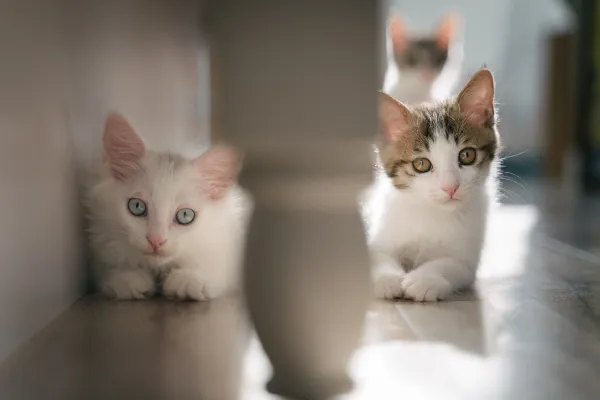 How to Help Your Cat Coexist with Other Cats: A Practical Guide