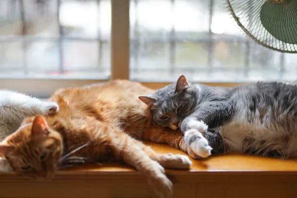 How to Help Your Cat Coexist with Other Cats: A Practical Guide