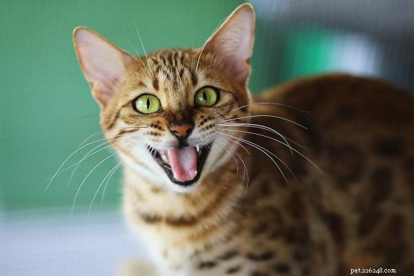 How to Help Your Cat Coexist with Other Cats: A Practical Guide