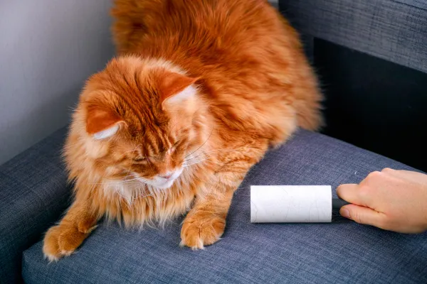 Prevent Cats from Nesting on Your Couch: Humane, Effective Solutions