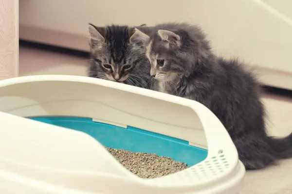 Understanding Why Your Cat Poops on the Bed and How to Stop It