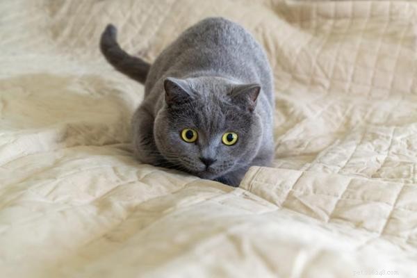 Understanding Why Your Cat Poops on the Bed and How to Stop It