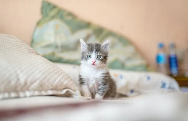 Understanding Why Your Cat Poops on the Bed and How to Stop It