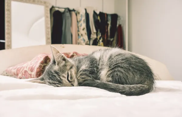 Understanding Why Your Cat Poops on the Bed and How to Stop It