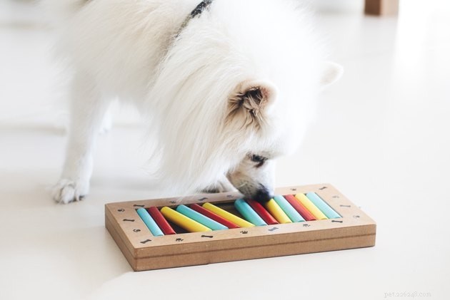 Boost Your Dog’s Brainpower: The Benefits of Puzzle Games