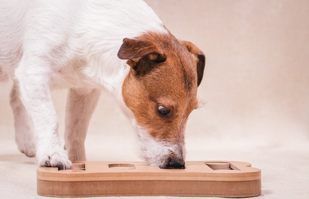Boost Your Dog’s Brainpower: The Benefits of Puzzle Games