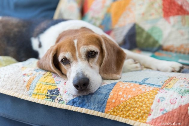 How to Keep Your Dog Calm and Safe During 4th of July Fireworks