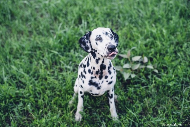 How to Keep Your Dog Calm and Safe During 4th of July Fireworks