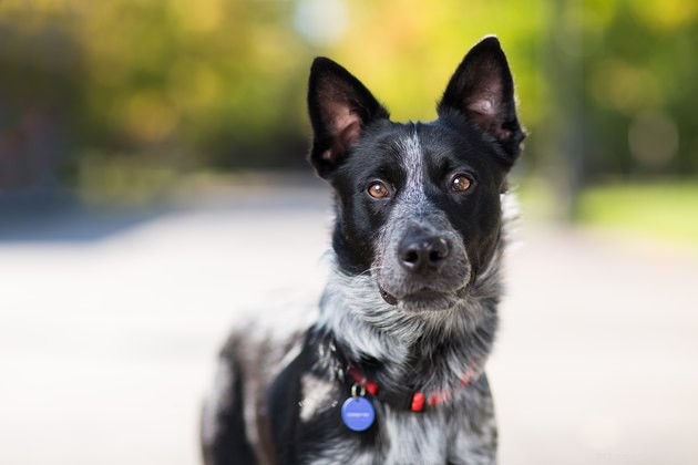 How to Keep Your Dog Calm and Safe During 4th of July Fireworks