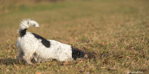 Why Some Dogs Love to Dig — Instinct, Boredom, and How to Stop It