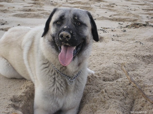 Why Some Dogs Love to Dig — Instinct, Boredom, and How to Stop It