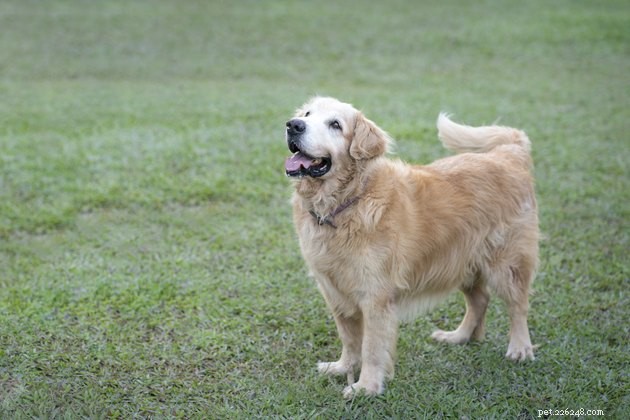 Decoding Your Dog s Tail: Insights into Their Mood & Intentions