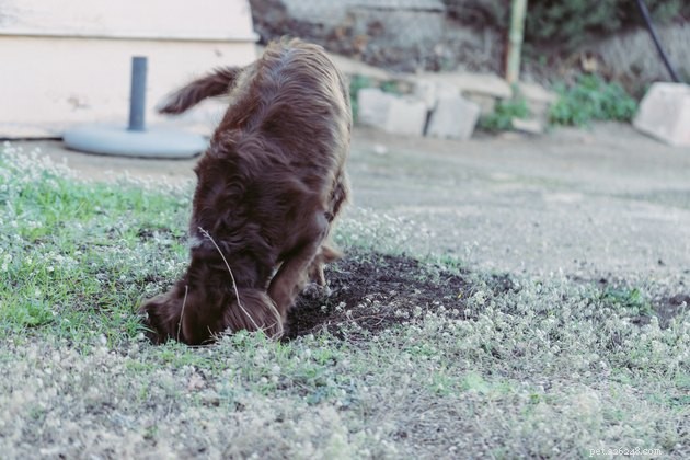 Why Some Dogs Love to Dig — Instinct, Boredom, and How to Stop It