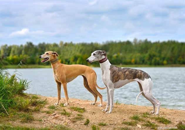 Decoding Your Dog s Tail: Insights into Their Mood & Intentions