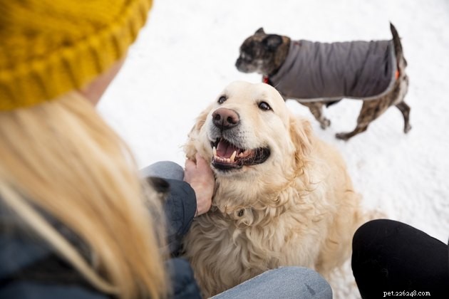 Unconditional Love: Do Dogs Truly Love Us?