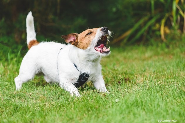 Decoding Your Dog s Tail: Insights into Their Mood & Intentions