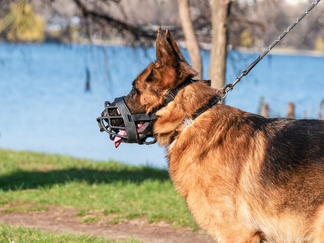 Debunking Six Common Dog Behavior Myths