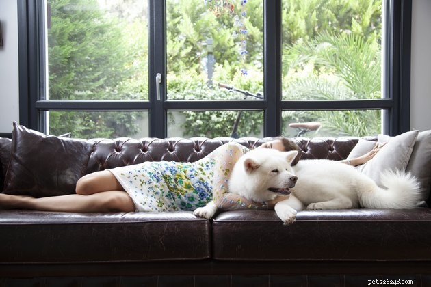 Debunking Six Common Dog Behavior Myths