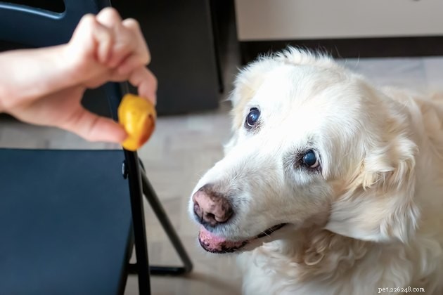 Debunking Six Common Dog Behavior Myths