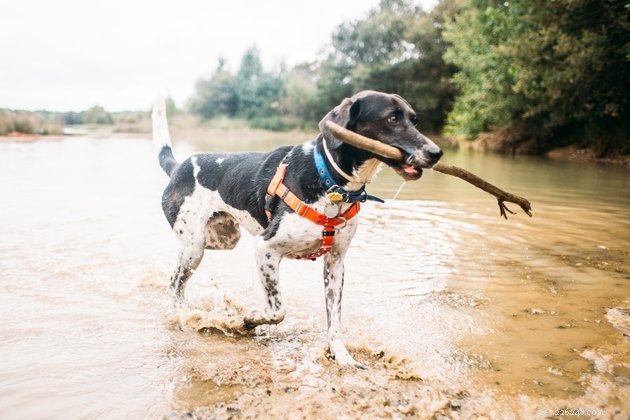 5 Essential Tips for a Safe Beach Day With Your Dog