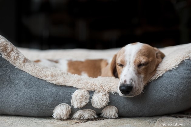 Understanding Why Dogs Dig in Their Beds: Instincts and Comfort Explained