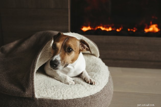 Understanding Why Dogs Dig in Their Beds: Instincts and Comfort Explained