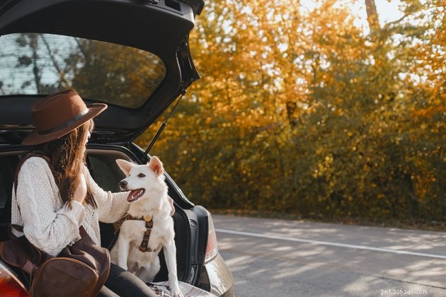 Why Dogs Put Their Paw on You While Petting: Understanding the Canine Signal
