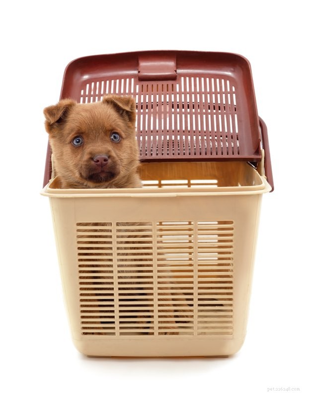 Top Dog Carriers for Safe, Comfortable Travel