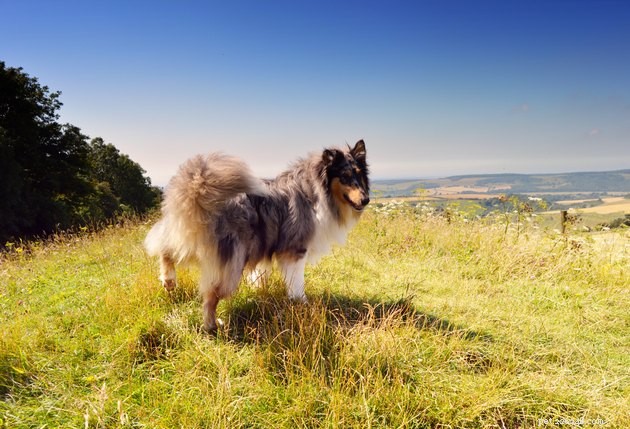 Why Do Dogs Lift Their Legs While Pooping? Vet-Backed Answers