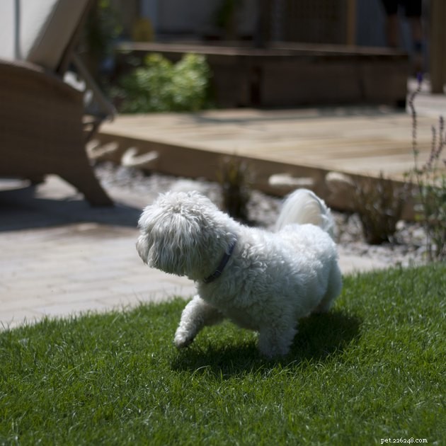 Why Do Dogs Lift Their Legs While Pooping? Vet-Backed Answers