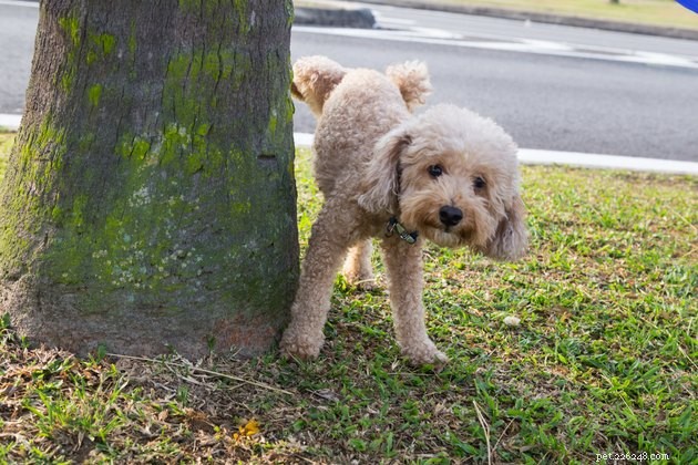 Why Do Dogs Lift Their Legs While Pooping? Vet-Backed Answers