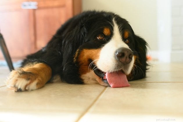 How to Keep a Clean Home When Your Dog Drools