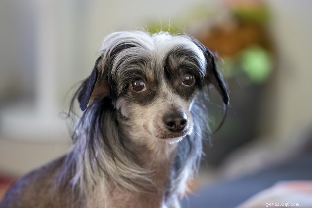 Top Dog Breeds with the Longest Lifespan: A Complete Guide