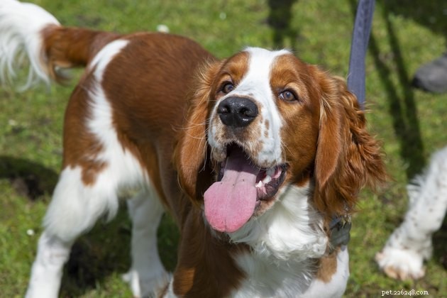 Top Dog Breeds with the Longest Lifespan: A Complete Guide