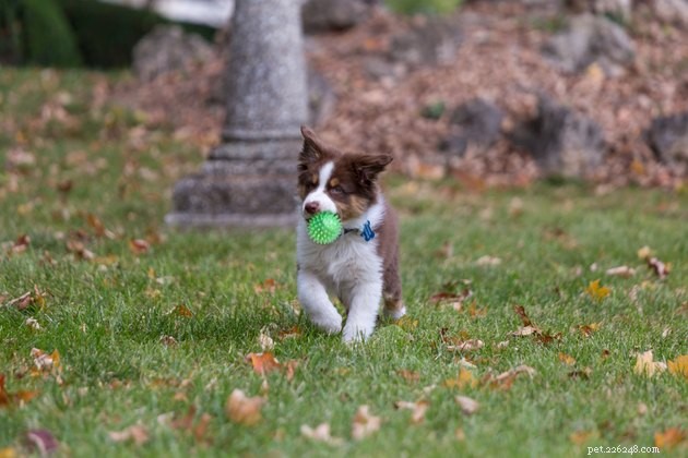 Top Dog Breeds with the Longest Lifespan: A Complete Guide