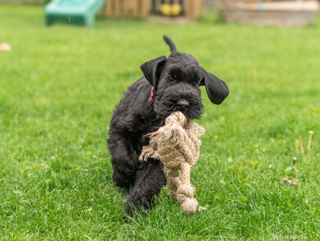 Top Dog Breeds with the Longest Lifespan: A Complete Guide