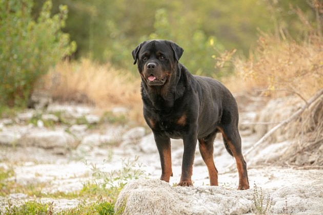 Top Dog Breeds with the Longest Lifespan: A Complete Guide