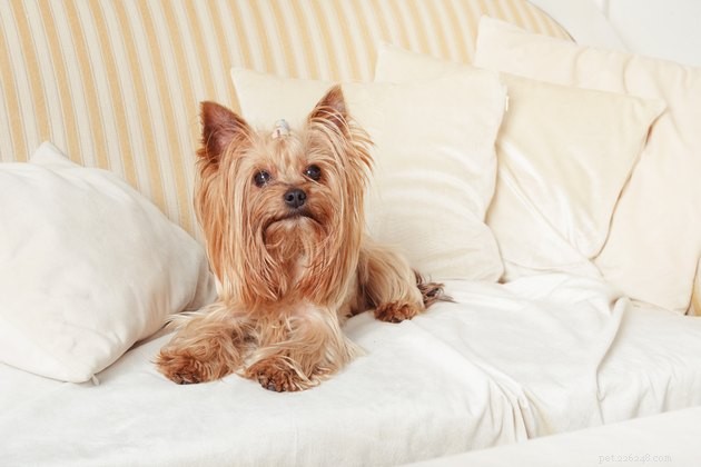 Top Dog Breeds with the Longest Lifespan: A Complete Guide
