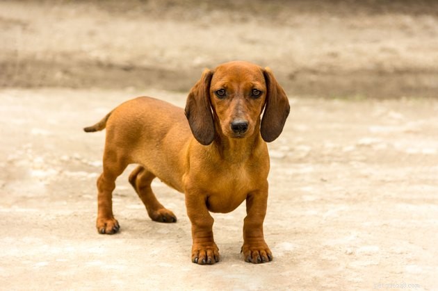 Top Dog Breeds with the Longest Lifespan: A Complete Guide