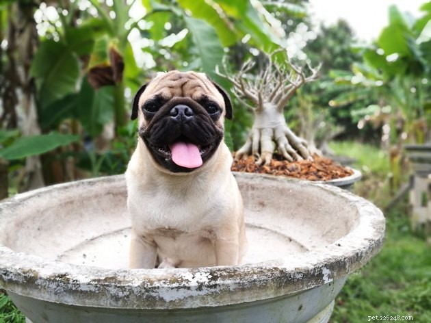 Top Dog Breeds with the Longest Lifespan: A Complete Guide
