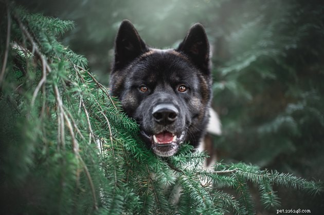 Top Dog Breeds with the Longest Lifespan: A Complete Guide