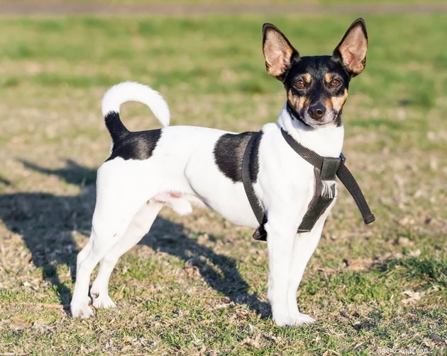 Discover the 14 Most Popular Terrier Breeds: Find Your Ideal Companion
