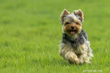 Discover the 14 Most Popular Terrier Breeds: Find Your Ideal Companion
